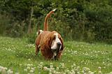 BASSET HOUND 104